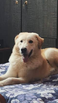 Male golden retriever