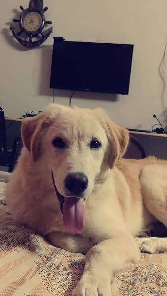 Male golden retriever 1