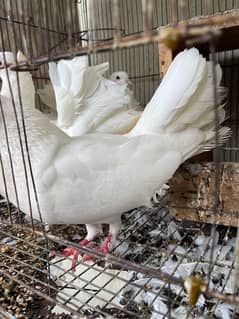 fancy pigeons 2 pairs