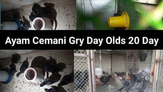 Ayam Cemani Gry Day Olds 20 Day Chicks