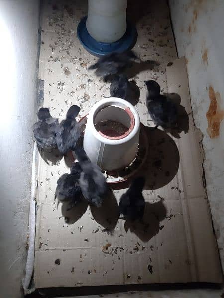 Ayam Cemani Gry Day Olds 20 Day Chicks 1