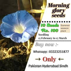 Morning glory seeds