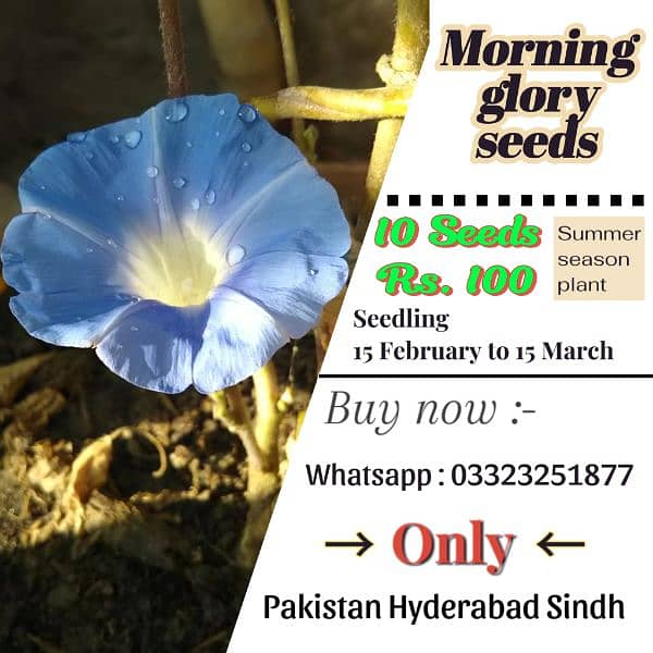 Morning glory seeds 0