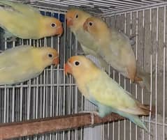 5 Parblue Pastelino Ready to breed