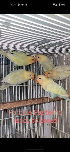 5 Parblue Pastelino Ready to breed 1