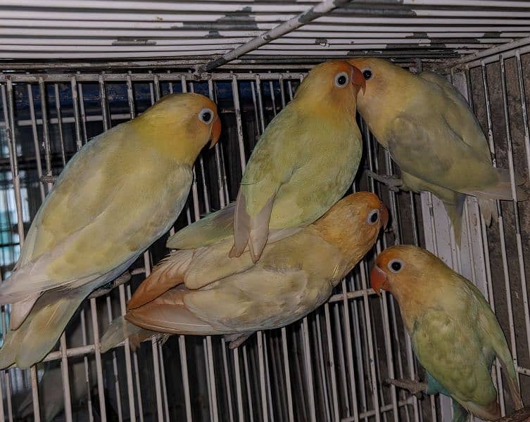 5 Parblue Pastelino Ready to breed 3