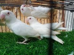 albino Red eyes 03182857080