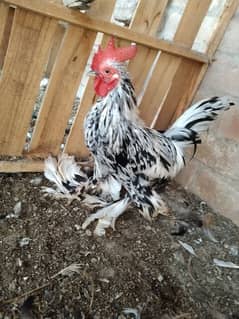 hen