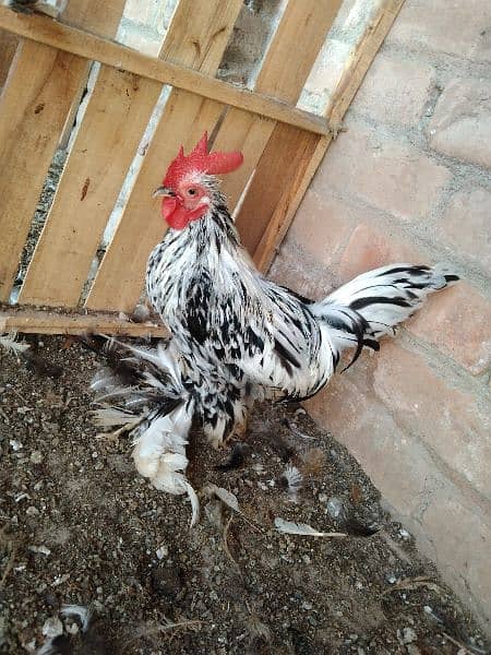 hen for sale 2