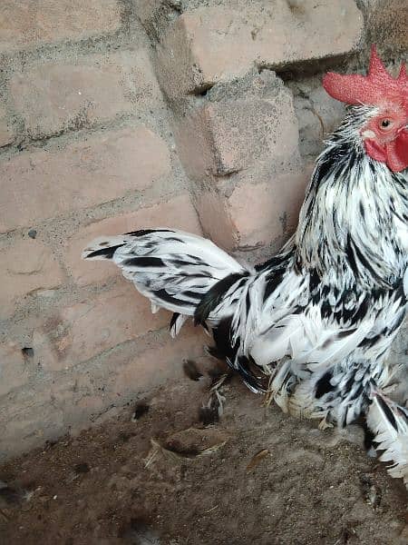 hen for sale 3