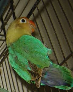 lovebirds parblue ino 0