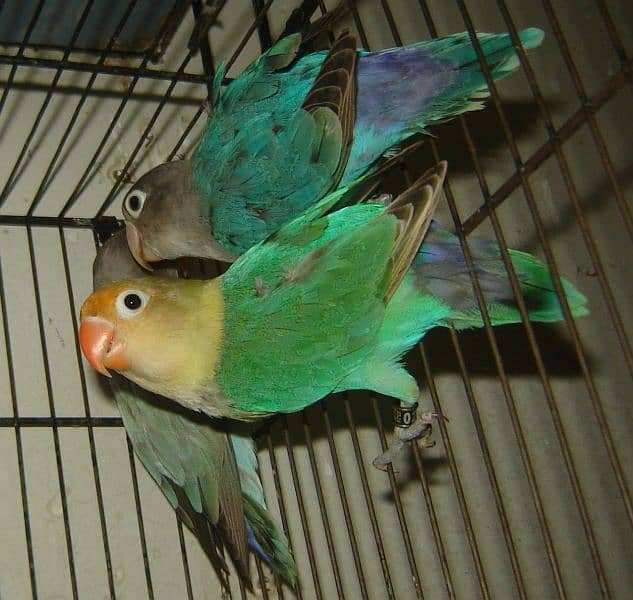 lovebirds parblue ino 1