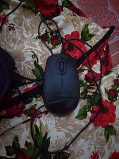 mouse