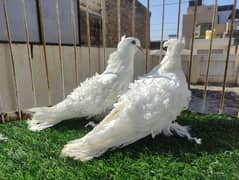 White Frillback and Other Fancy Pigeons