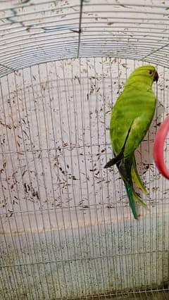 green parrot