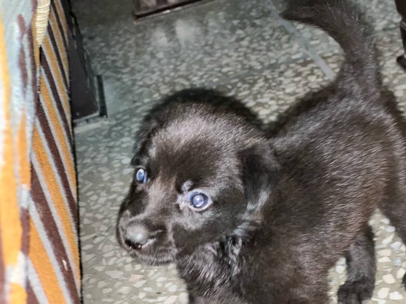 Labrador Male Puppy 1