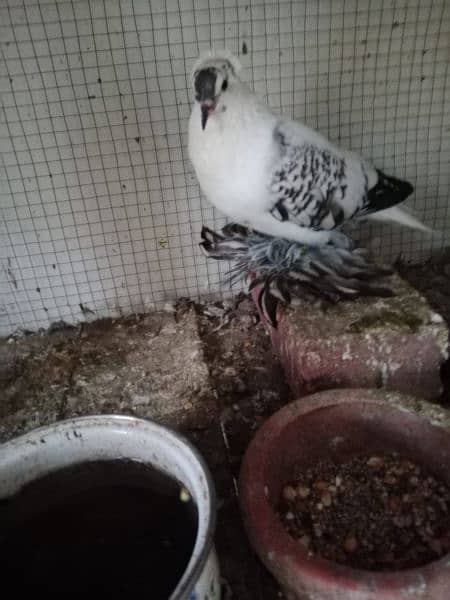 2. swallow Pigeon 4 sale 3