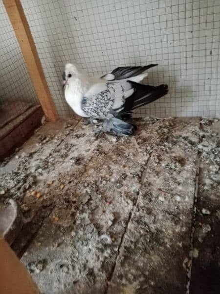 2. swallow Pigeon 4 sale 2