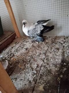 2. swallow Pigeon 4 sale 0