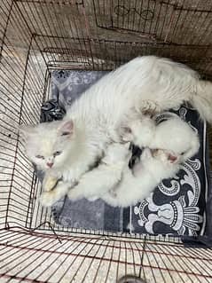 persian cats triple coated for sale 0