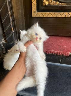 Adorable Persian Kittens