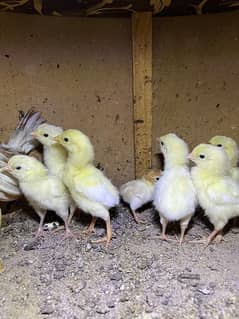 Paper white heera chicks available for sale