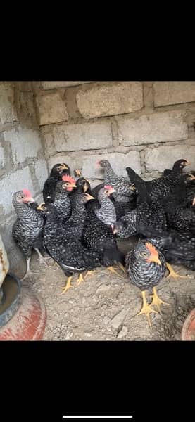 American Rock Plymouth Chicken for sale 3