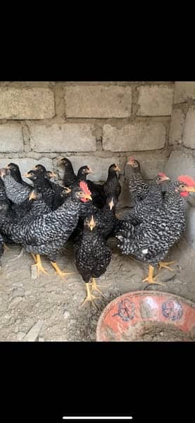 American Rock Plymouth Chicken for sale 4