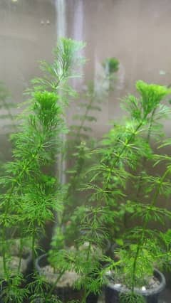 aquarium plants