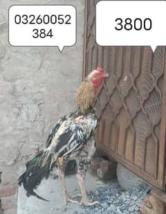 Male female pair and chicks for sale contact 03260052384 whatsapp