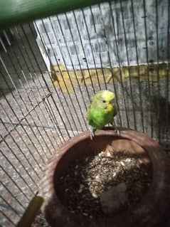 Australian parrots budgies (Bajree)