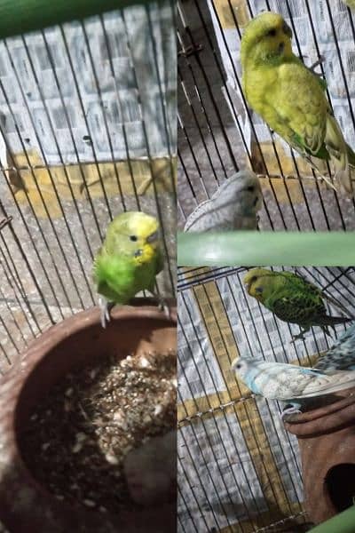 Australian parrots budgies (Bajree) 1