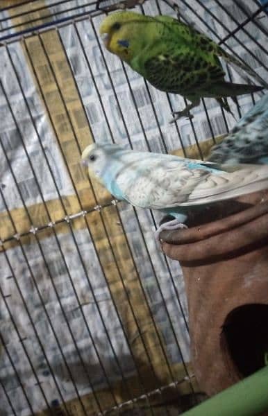 Australian parrots budgies (Bajree) 2