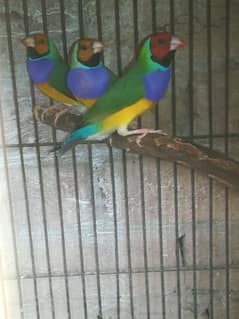 Common Gouldian male 0