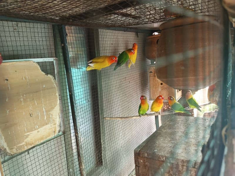 parrot cages for sale and love birds 1