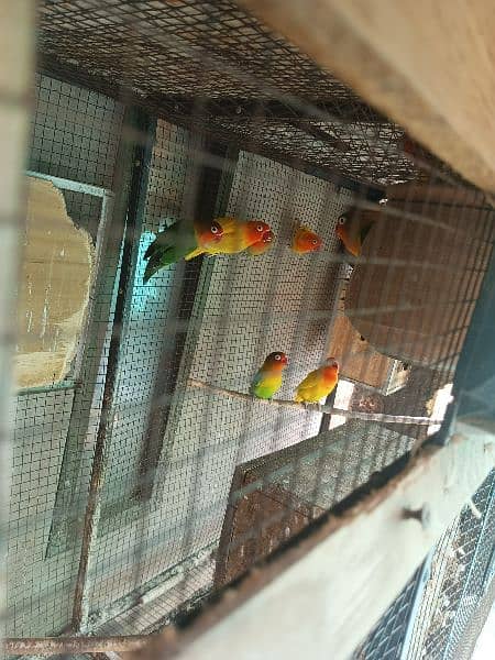 parrot cages for sale and love birds 2