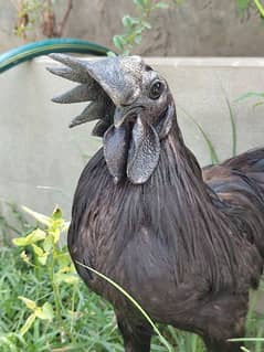 Ayam Cemani Egg laying Pair 1.5 years Old. Rs 25000