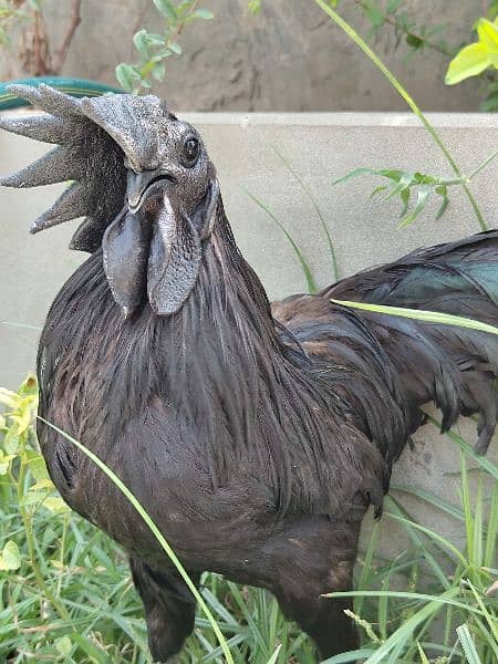 Ayam Cemani Adult Pair 1.5 years Old Rs 30000 contact on whatsapp 1