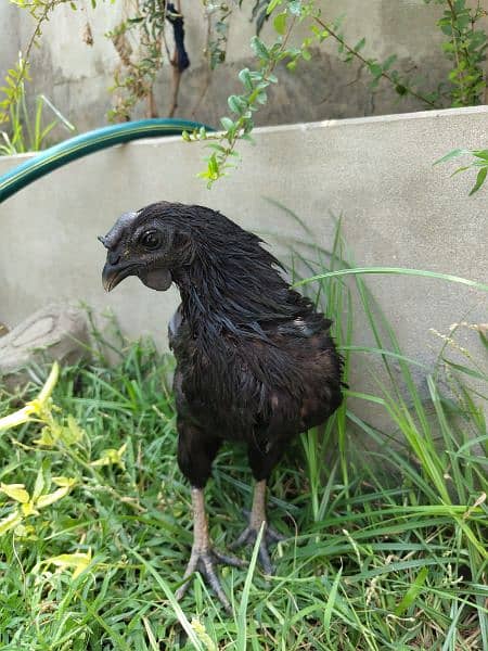 Ayam Cemani Adult Pair 1.5 years Old Rs 30000 contact on whatsapp 2