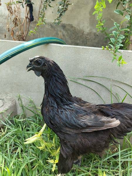 Ayam Cemani Adult Pair 1.5 years Old Rs 30000 contact on whatsapp 3