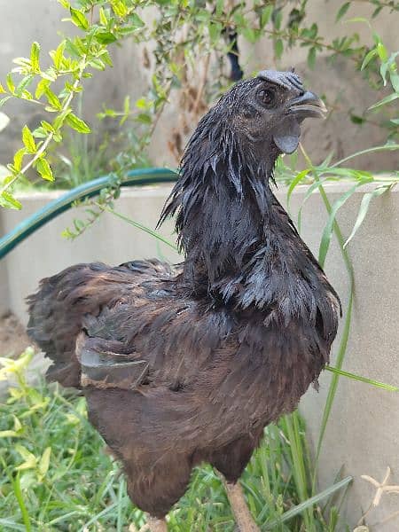 Ayam Cemani Adult Pair 1.5 years Old Rs 30000 contact on whatsapp 4