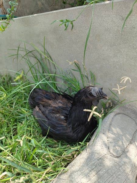 Ayam Cemani Adult Pair 1.5 years Old Rs 30000 contact on whatsapp 5