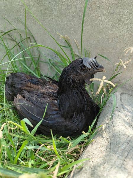 Ayam Cemani Adult Pair 1.5 years Old Rs 30000 contact on whatsapp 6