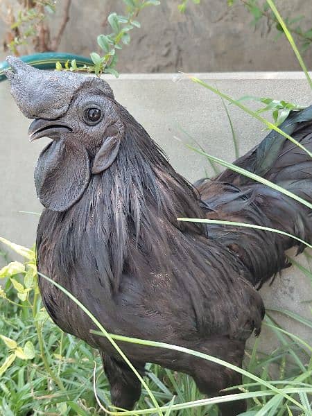 Ayam Cemani Adult Pair 1.5 years Old Rs 30000 contact on whatsapp 7