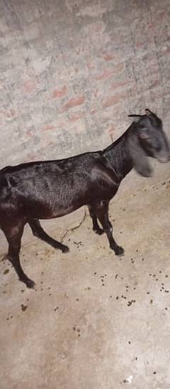 Bakra bakri black color