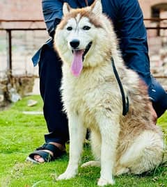 Siberian Husky female