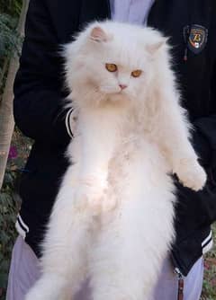 Persian cat