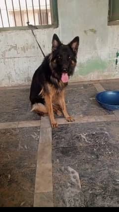 GSD FEMALE LONG COAT