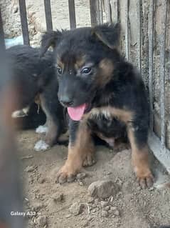 german bagyari pure puppies male urgent sale 0