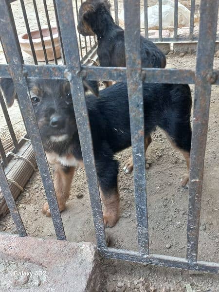 german bagyari pure puppies male urgent sale 1